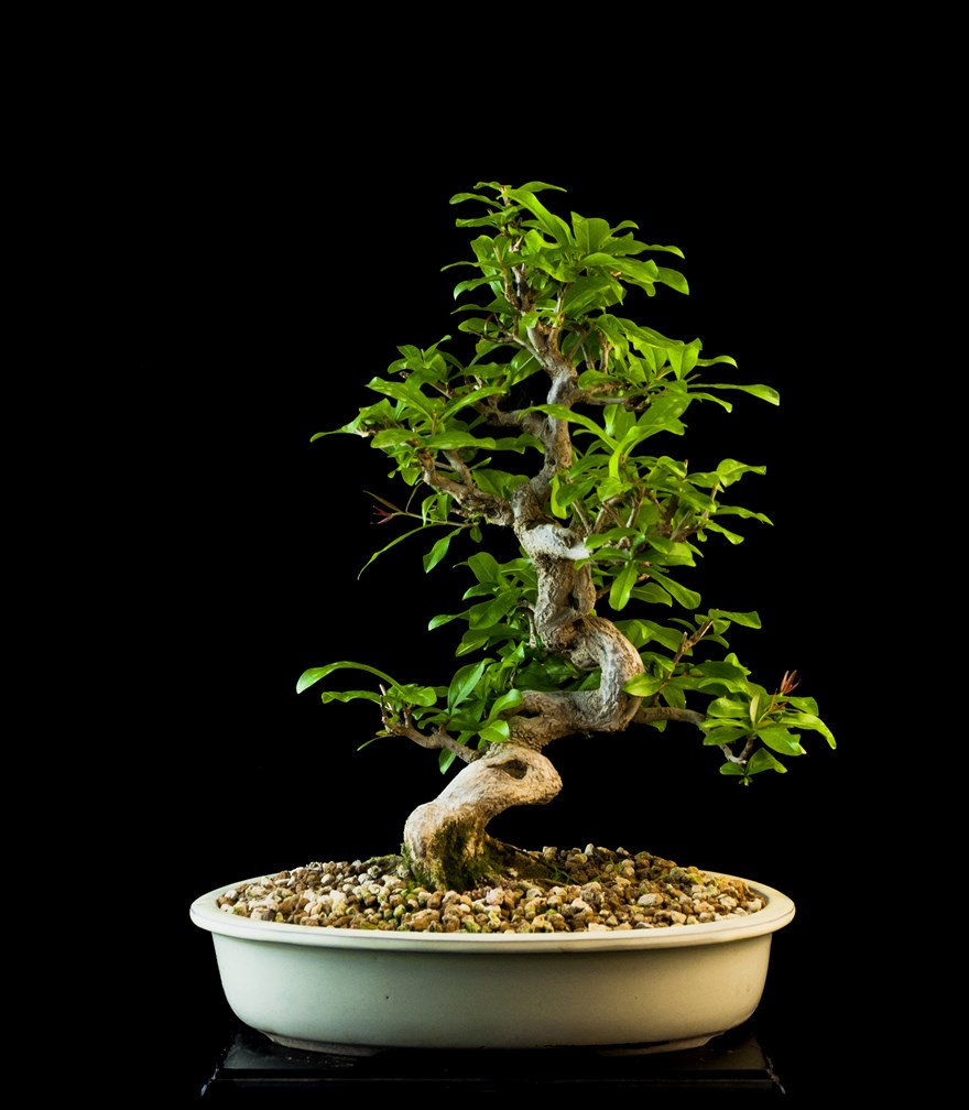 melograno punica granatum  bonsai lucaferri roma