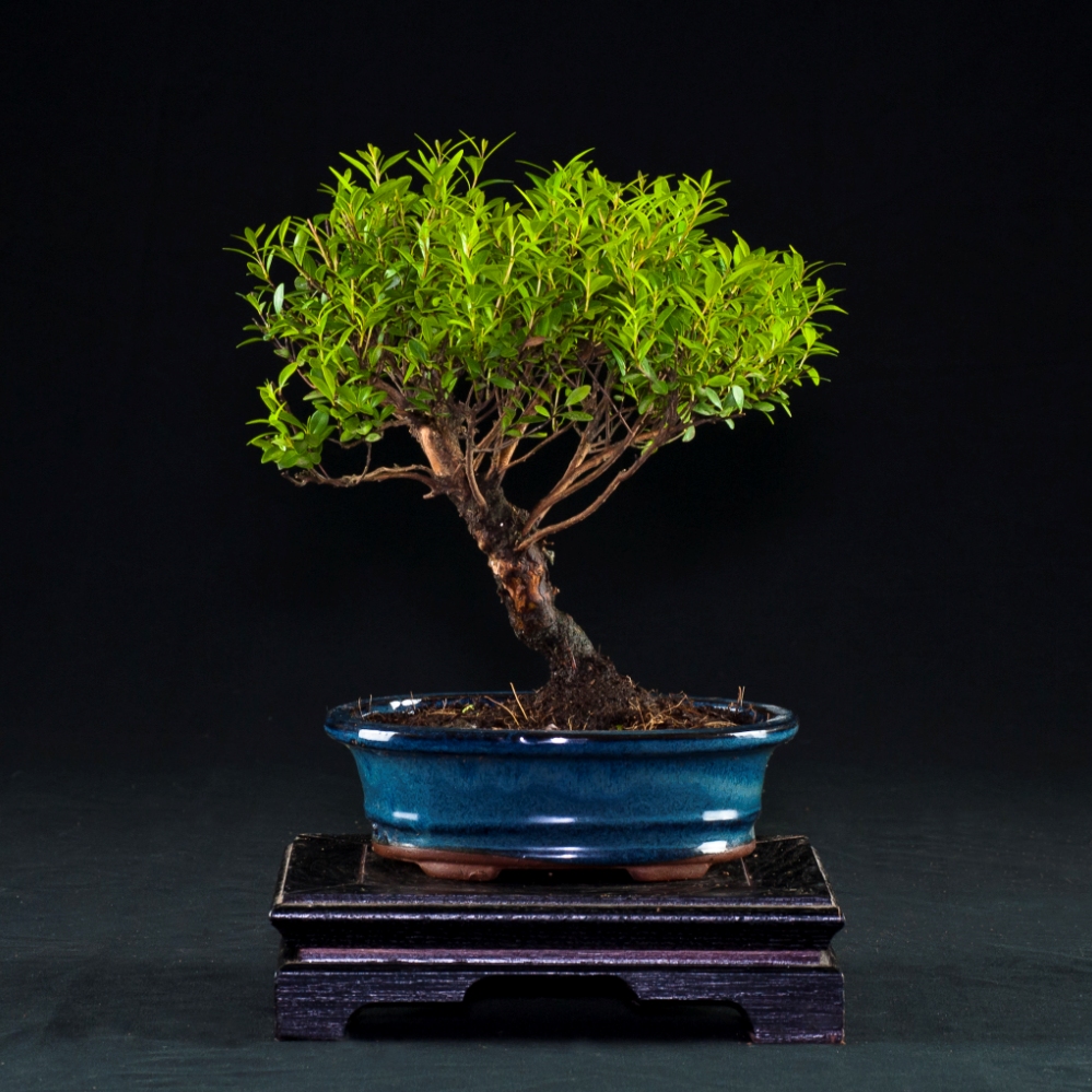 Vendita Bonsai di Mirto Cinese - Syzygium - Bonsai Lucaferri Roma
