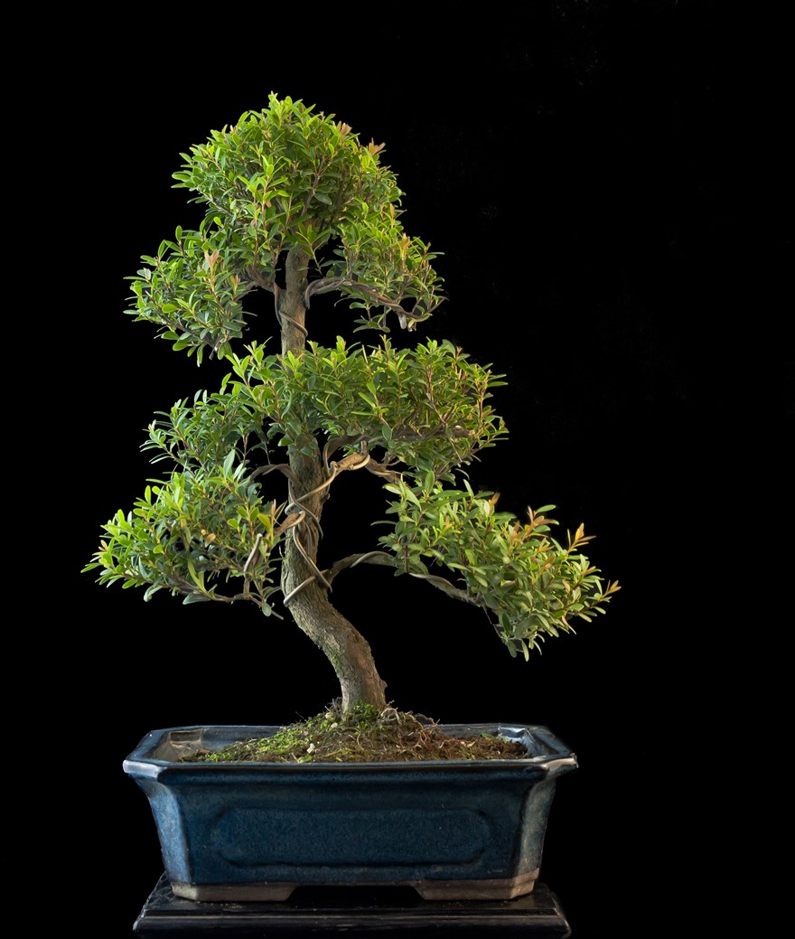 Vendita Bonsai di Mirto Cinese - Syzygium - Bonsai Lucaferri Roma