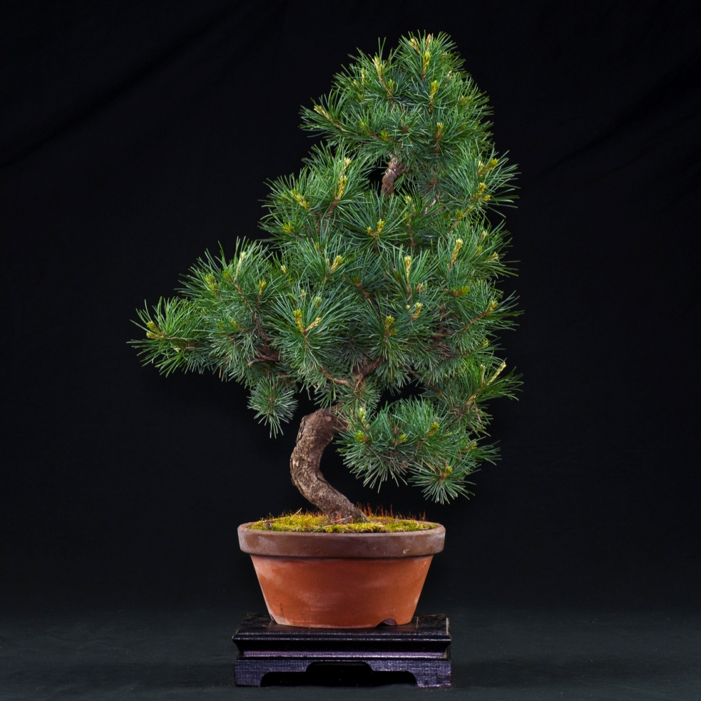 Vendita Bonsai Pino pinus - Bonsai Lucaferri Roma